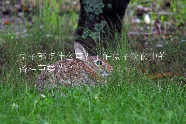 兔子都吃什么草？了解兔子饮食中的各种草类选择