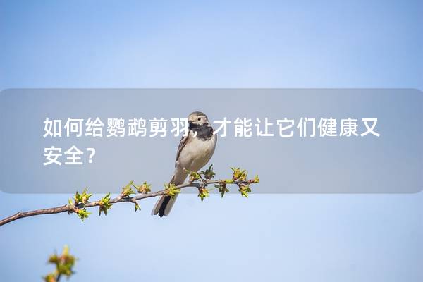 如何给鹦鹉剪羽，才能让它们健康又安全？