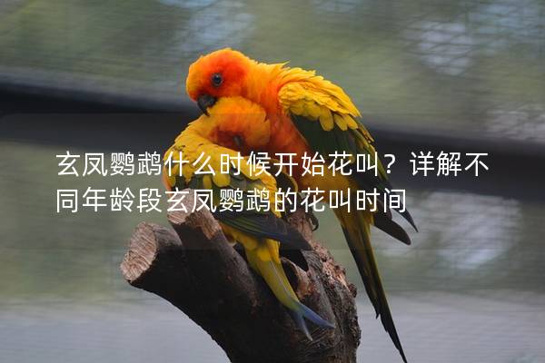 玄凤鹦鹉什么时候开始花叫？详解不同年龄段玄凤鹦鹉的花叫时间