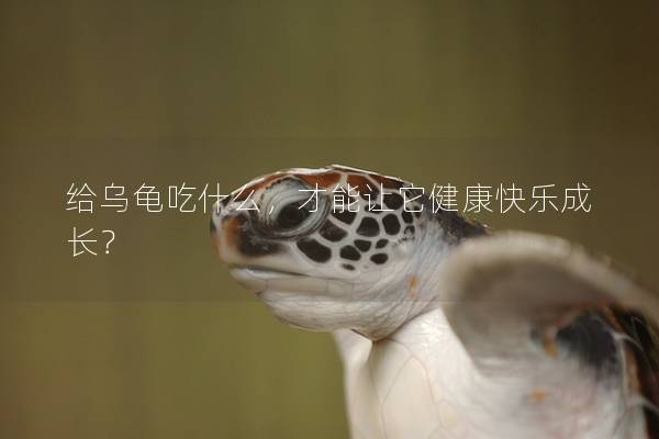 给乌龟吃什么，才能让它健康快乐成长？