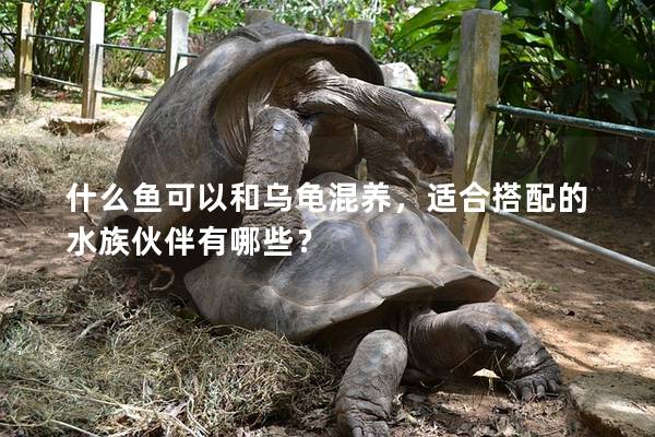 什么鱼可以和乌龟混养，适合搭配的水族伙伴有哪些？