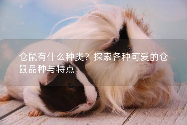 仓鼠有什么种类？探索各种可爱的仓鼠品种与特点