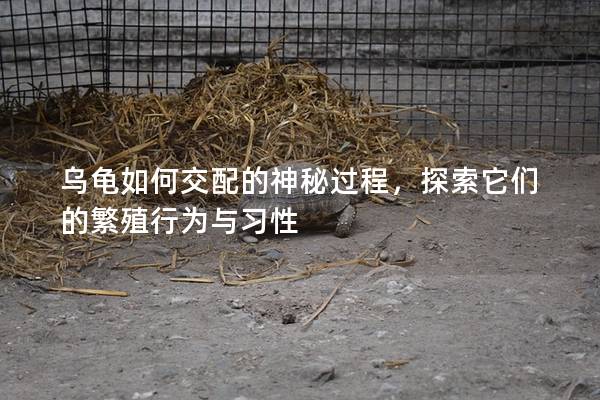 乌龟如何交配的神秘过程，探索它们的繁殖行为与习性