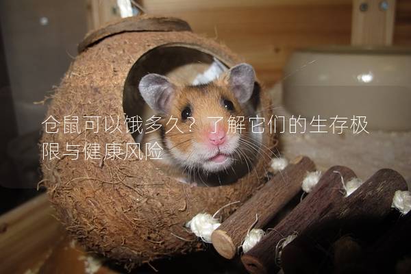 仓鼠可以饿多久？了解它们的生存极限与健康风险