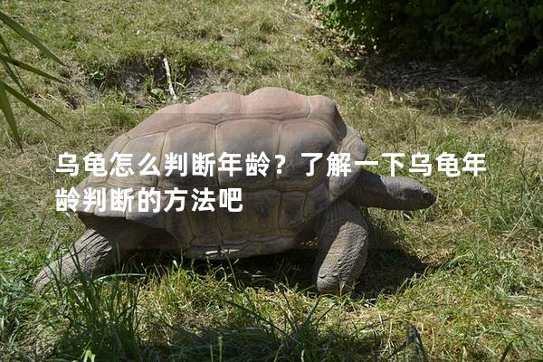 乌龟怎么判断年龄？了解一下乌龟年龄判断的方法吧
