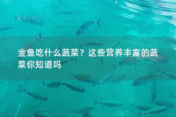 金鱼吃什么蔬菜？这些营养丰富的蔬菜你知道吗