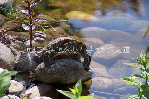 乌龟吃石头怎么办？寻找解决之道