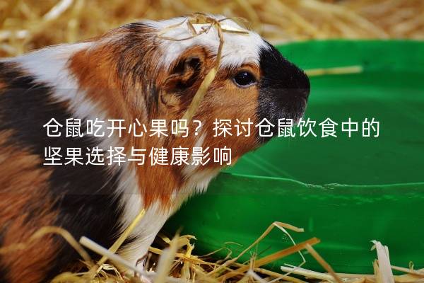 仓鼠吃开心果吗？探讨仓鼠饮食中的坚果选择与健康影响