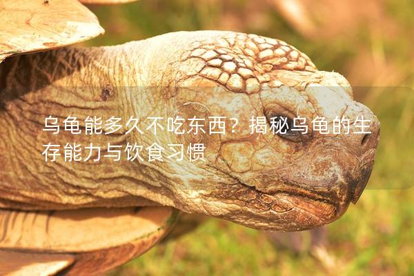 乌龟能多久不吃东西？揭秘乌龟的生存能力与饮食习惯