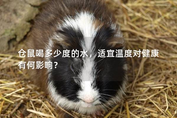 仓鼠喝多少度的水，适宜温度对健康有何影响？