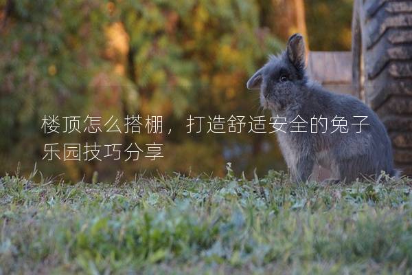 楼顶怎么搭棚，打造舒适安全的兔子乐园技巧分享