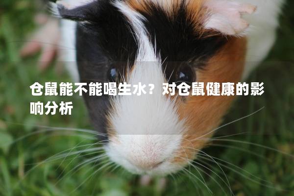 仓鼠能不能喝生水？对仓鼠健康的影响分析