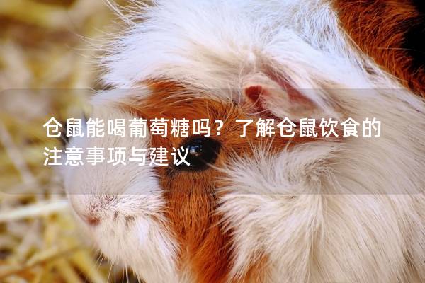 仓鼠能喝葡萄糖吗？了解仓鼠饮食的注意事项与建议