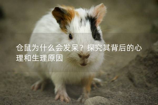 仓鼠为什么会发呆？探究其背后的心理和生理原因