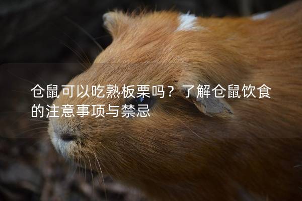 仓鼠可以吃熟板栗吗？了解仓鼠饮食的注意事项与禁忌