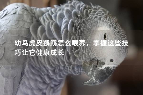 幼鸟虎皮鹦鹉怎么喂养，掌握这些技巧让它健康成长