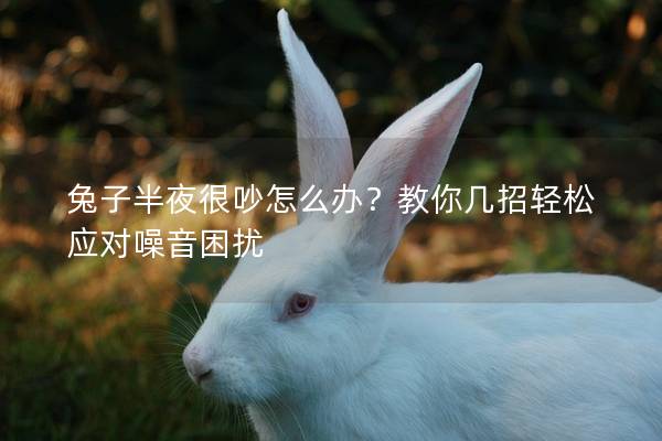 兔子半夜很吵怎么办？教你几招轻松应对噪音困扰