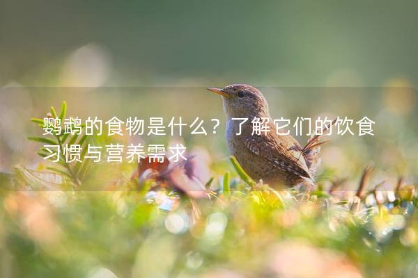 鹦鹉的食物是什么？了解它们的饮食习惯与营养需求