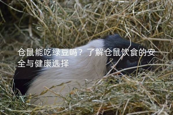 仓鼠能吃绿豆吗？了解仓鼠饮食的安全与健康选择