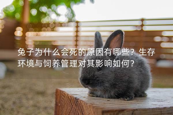 兔子为什么会死的原因有哪些？生存环境与饲养管理对其影响如何？
