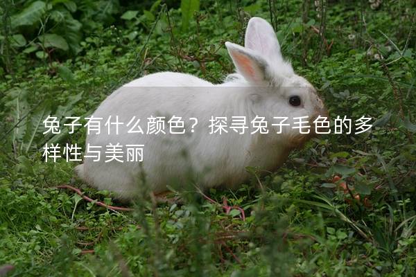 兔子有什么颜色？探寻兔子毛色的多样性与美丽