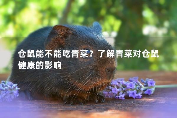 仓鼠能不能吃青菜？了解青菜对仓鼠健康的影响