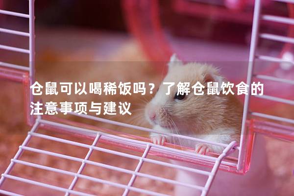 仓鼠可以喝稀饭吗？了解仓鼠饮食的注意事项与建议