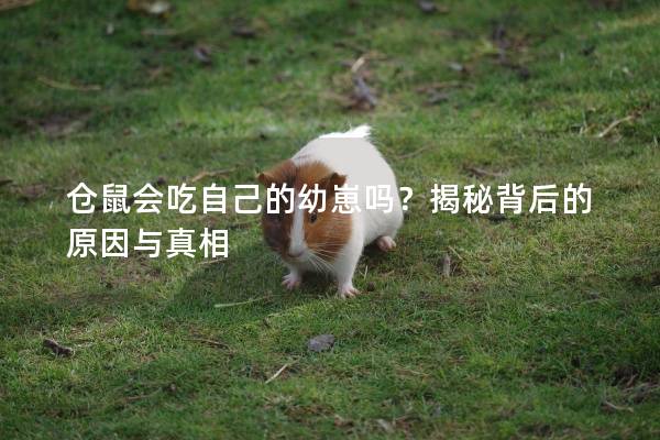仓鼠会吃自己的幼崽吗？揭秘背后的原因与真相