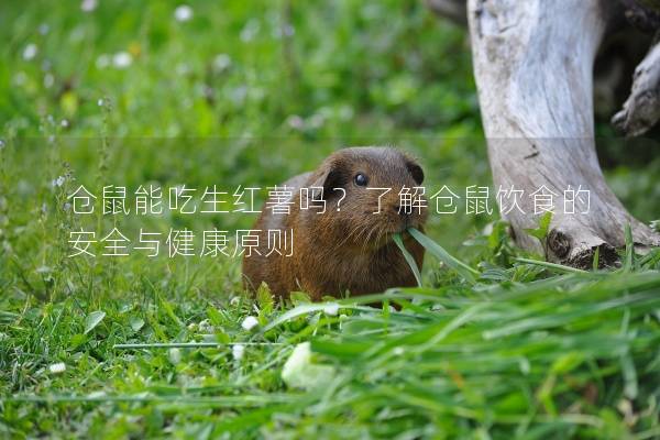 仓鼠能吃生红薯吗？了解仓鼠饮食的安全与健康原则