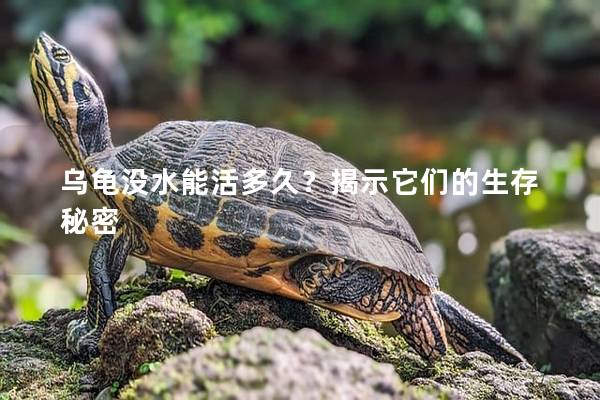 乌龟没水能活多久？揭示它们的生存秘密