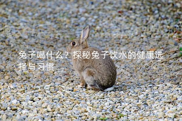 兔子喝什么？探秘兔子饮水的健康选择与习惯