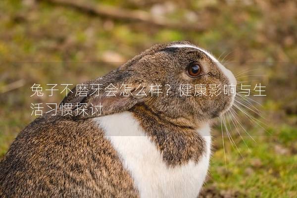 兔子不磨牙会怎么样？健康影响与生活习惯探讨