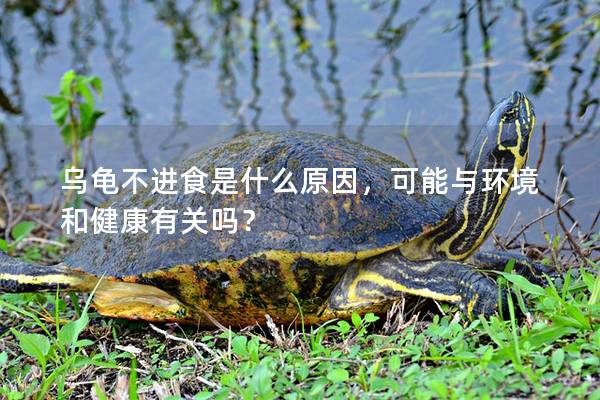 乌龟不进食是什么原因，可能与环境和健康有关吗？