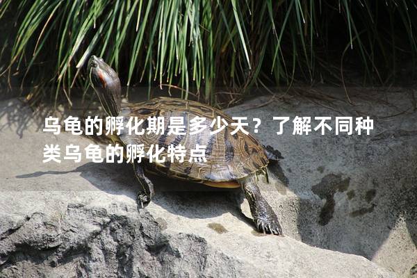 乌龟的孵化期是多少天？了解不同种类乌龟的孵化特点