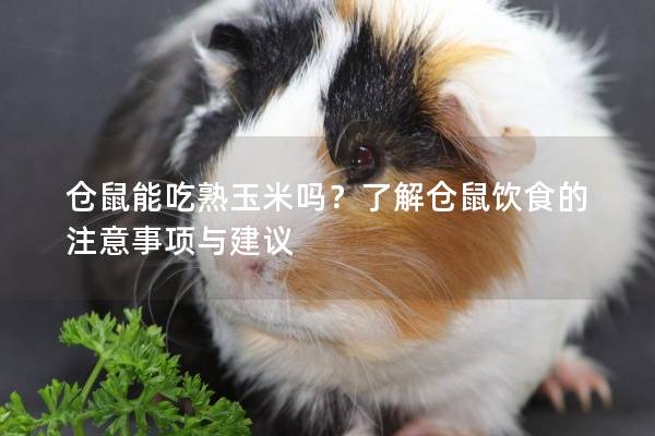 仓鼠能吃熟玉米吗？了解仓鼠饮食的注意事项与建议