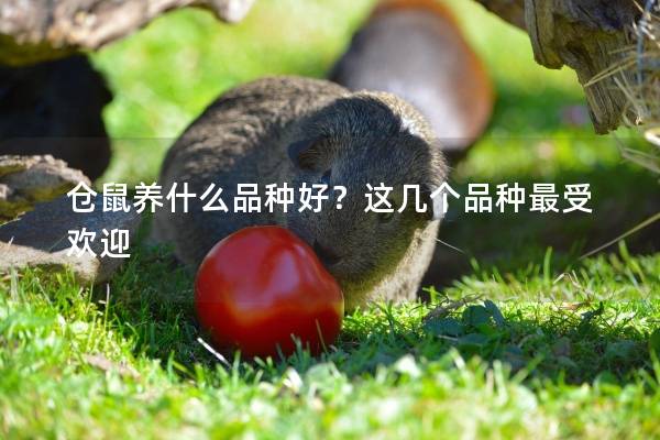 仓鼠养什么品种好？这几个品种最受欢迎
