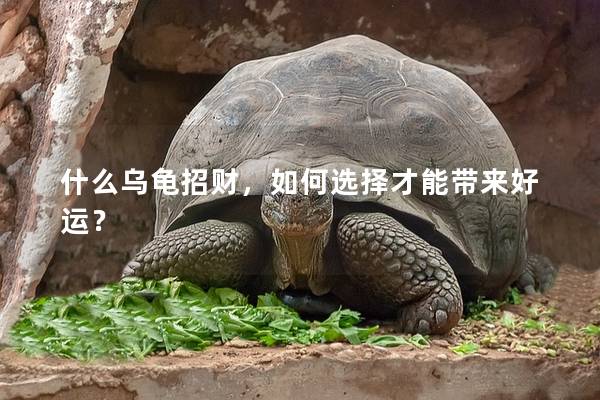 什么乌龟招财，如何选择才能带来好运？
