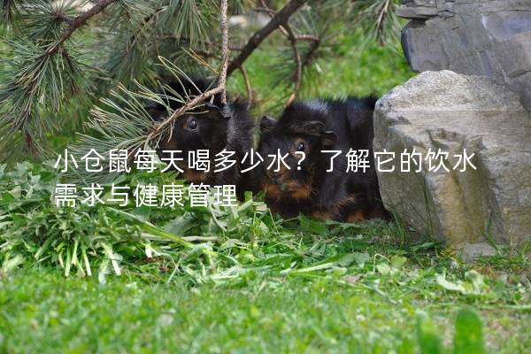 小仓鼠每天喝多少水？了解它的饮水需求与健康管理