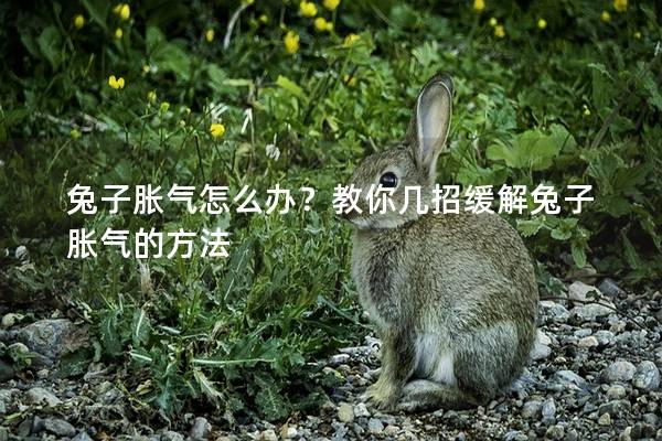 兔子胀气怎么办？教你几招缓解兔子胀气的方法