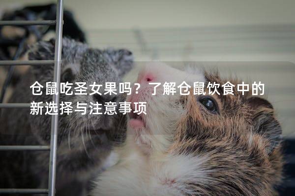仓鼠吃圣女果吗？了解仓鼠饮食中的新选择与注意事项