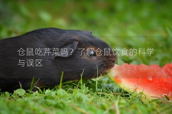 仓鼠吃芹菜吗？了解仓鼠饮食的科学与误区