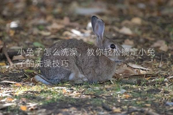 小兔子怎么洗澡，教你轻松搞定小兔子的洗澡技巧
