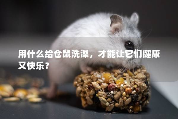 用什么给仓鼠洗澡，才能让它们健康又快乐？
