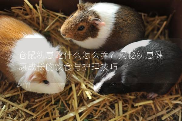 仓鼠幼崽吃什么怎么养？揭秘幼崽健康成长的饮食与护理技巧