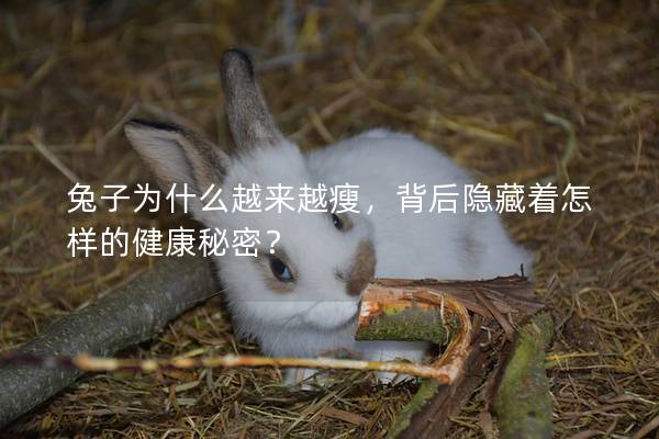 兔子为什么越来越瘦，背后隐藏着怎样的健康秘密？
