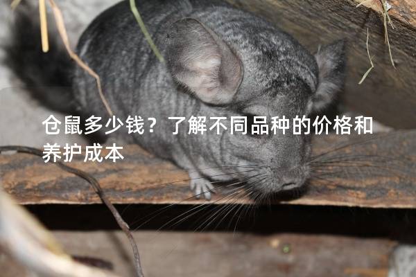 仓鼠多少钱？了解不同品种的价格和养护成本