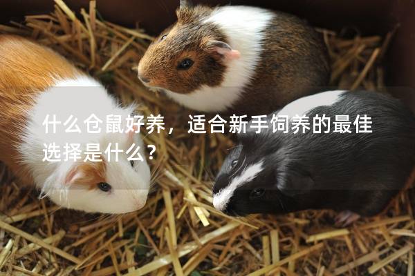 什么仓鼠好养，适合新手饲养的最佳选择是什么？