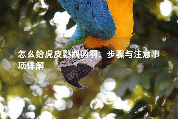 怎么给虎皮鹦鹉剪羽，步骤与注意事项详解