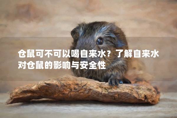 仓鼠可不可以喝自来水？了解自来水对仓鼠的影响与安全性