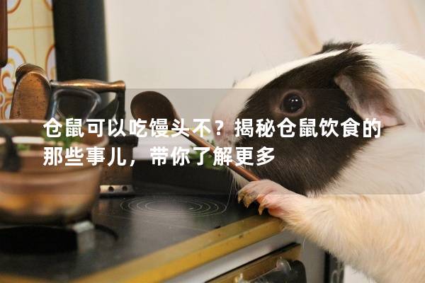 仓鼠可以吃馒头不？揭秘仓鼠饮食的那些事儿，带你了解更多